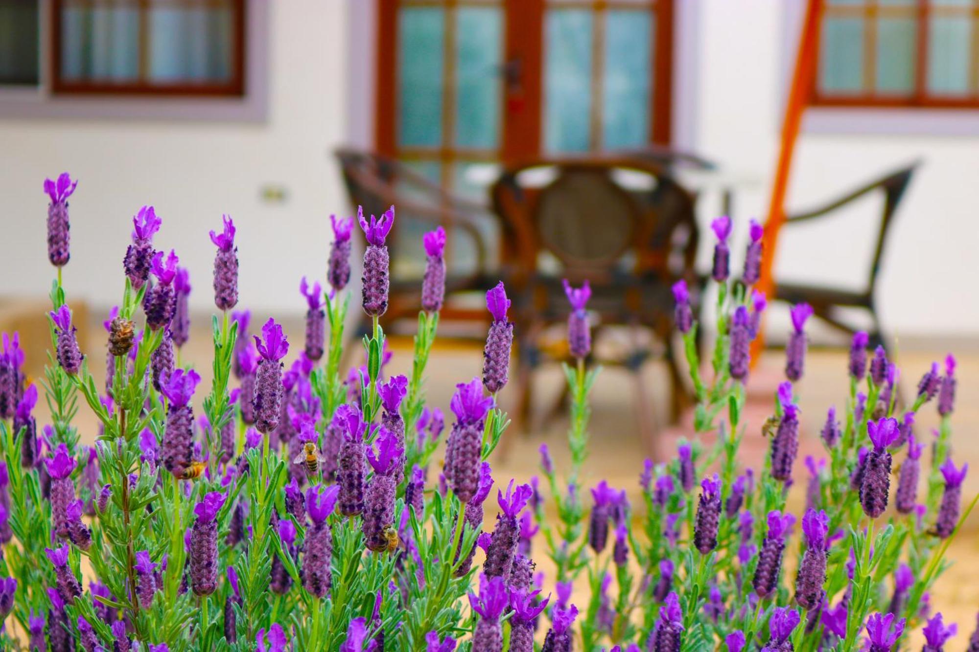 Hotel Boutique Solaz Bella Vista De Colchagua Santa Cruz Zewnętrze zdjęcie